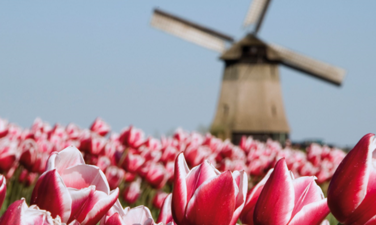 Tulpenblüte in Holland, Windmühle